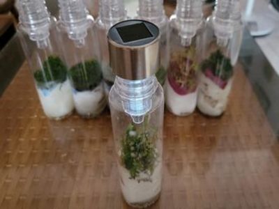 苔蘚微景觀生態產品