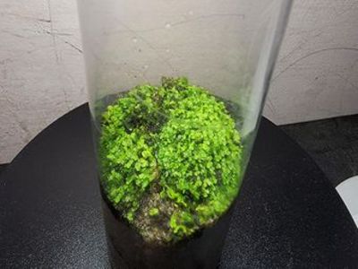 苔蘚微景觀生態產品