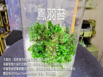 苔蘚微景觀生態產品