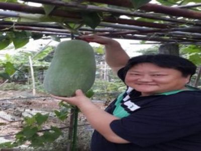 苔蘚微景觀生態產品