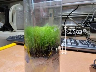 苔蘚微景觀生態產品