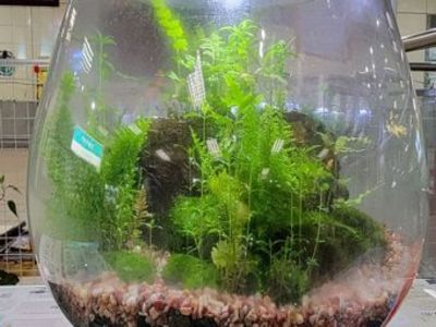 苔蘚微景觀生態產品