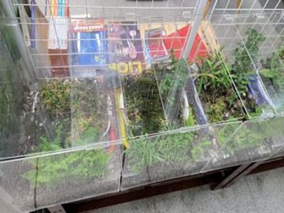 苔蘚微景觀生態產品