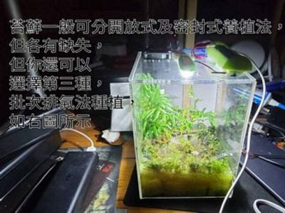 苔蘚微景觀生態產品